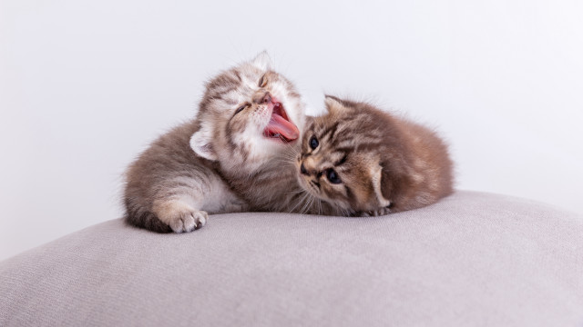 Kitten yawning blueeyes pillow photorealistic free wallpaper for desktop - medium preview image