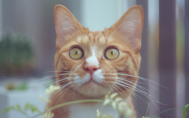 Cat white nose yellow eyes free wallpaper for desktop - medium preview image