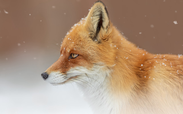 Red fox snow falling side free wallpaper for desktop - medium preview image
