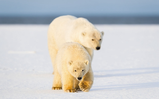 Polar bears snow walking ecological free wallpaper for desktop - medium preview image