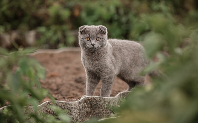 Gray kitten dirt field bush free wallpaper for desktop - medium preview image