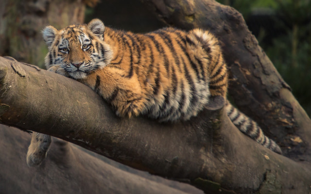 Tiger cub sitting on branch free wallpaper for desktop - medium preview image