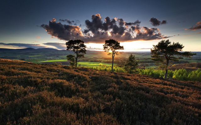 Sunset grassy hill trees rolling free wallpaper for desktop - medium preview image
