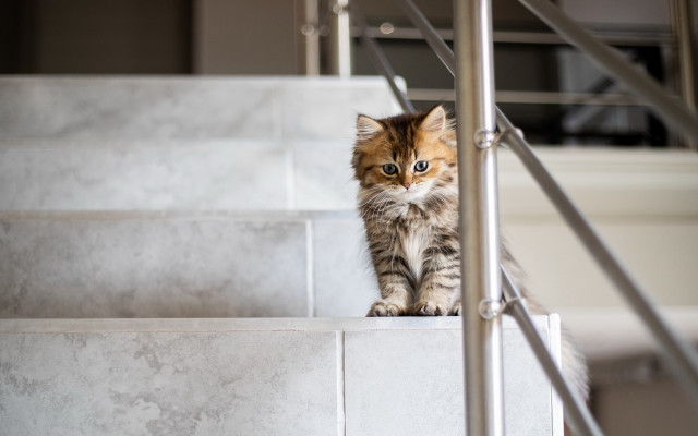 Curious cat stairs photorealistic artdeco free wallpaper for desktop - medium preview image