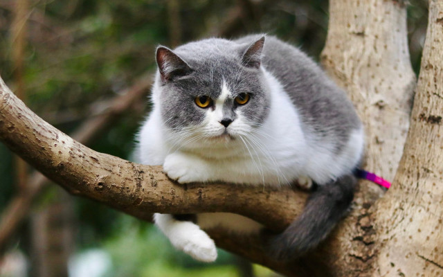 Sad cat on branch pink free wallpaper for desktop - medium preview image