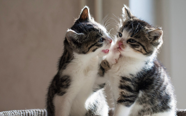 Kittens playing basket touching face free wallpaper for desktop - medium preview image