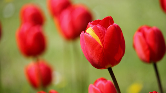 Red flower yellow center bokeh free wallpaper for desktop - medium preview image