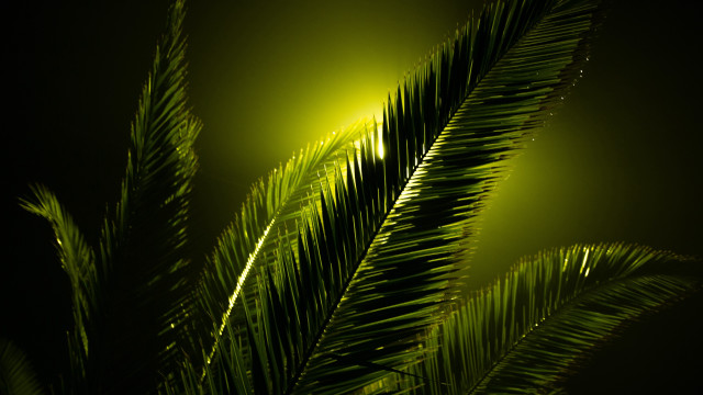 Green palm leaves night fireworks free wallpaper for desktop - medium preview image