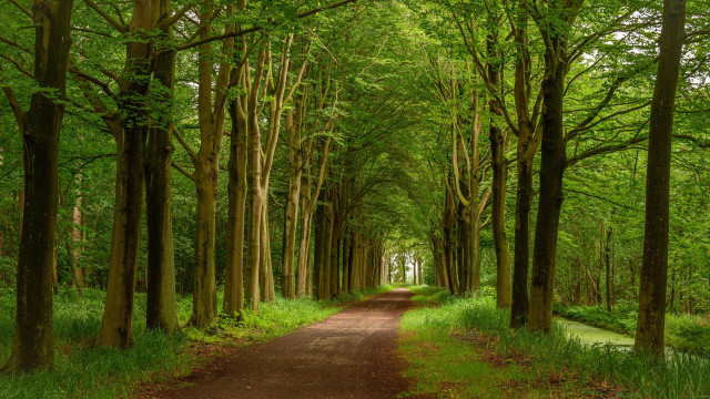 Dirt road forest trees grass #3 free wallpaper for desktop - medium preview image