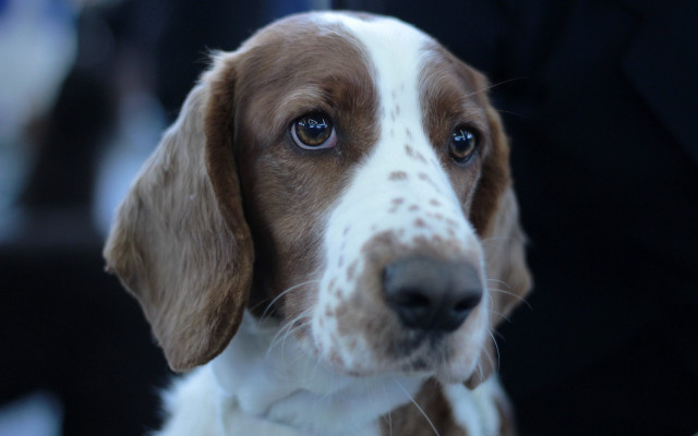 Dog white brown nose blue free wallpaper for desktop - medium preview image