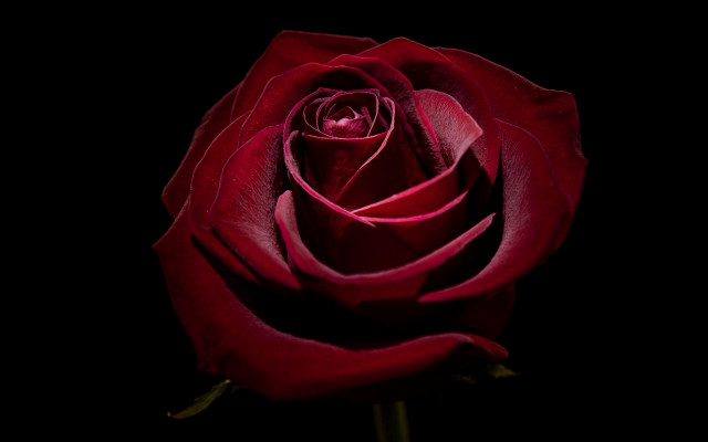 Red rose dark stem 3d free wallpaper for desktop - medium preview image