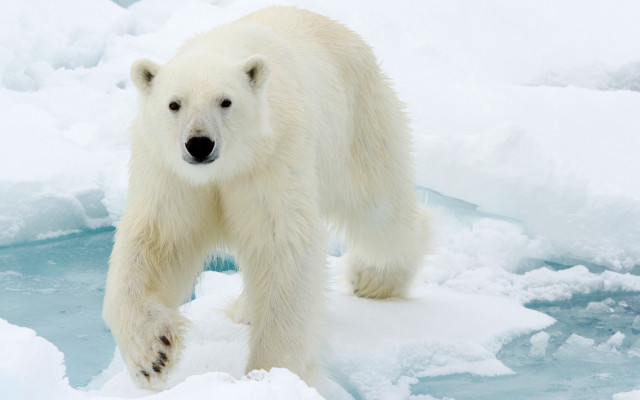 Polar bear ice snow outdoors free wallpaper for desktop - medium preview image