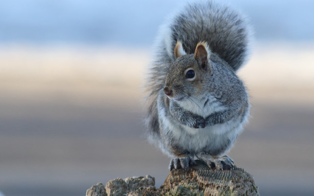 Squirrel rock looking camera naturalism free wallpaper for desktop - medium preview image