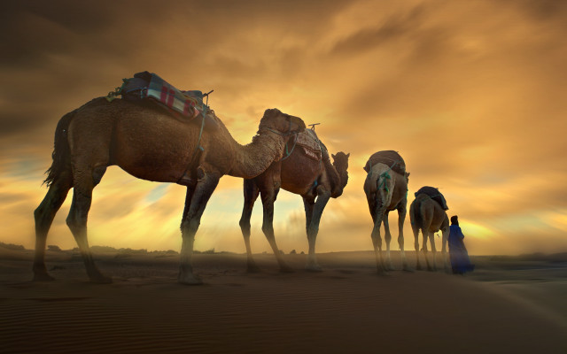 Desert camels sunset people matte free wallpaper for desktop - medium preview image