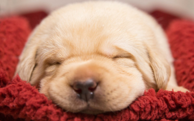 Puppy sleeping red blanket blurry free wallpaper for desktop - medium preview image