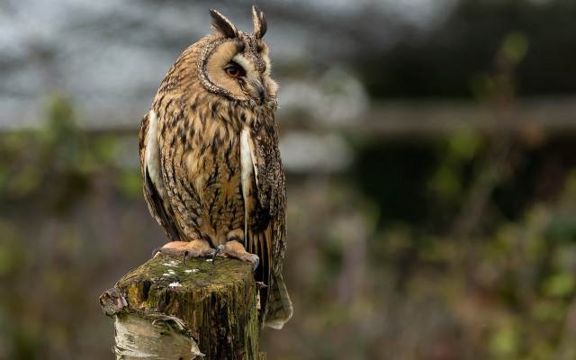 Brown owl wooden post field free wallpaper for desktop - medium preview image