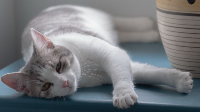 Cat blue table potted plant free wallpaper for desktop - medium preview image