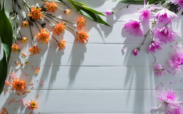 Flowers shadows autumn fireworks summer free wallpaper for desktop - medium preview image