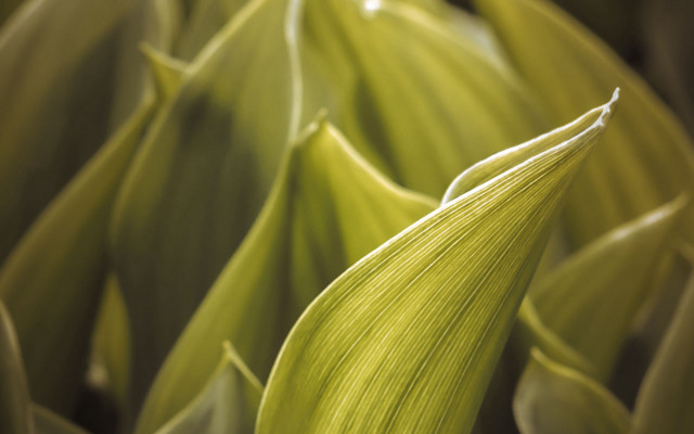 Green plant leaves macro shallow #3 free wallpaper for desktop - medium preview image