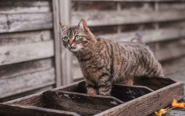 Cat wooden box building blurry free wallpaper for desktop - medium preview image