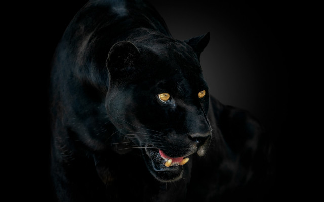 Black panther yellow eyes photorealistic free wallpaper for desktop - medium preview image