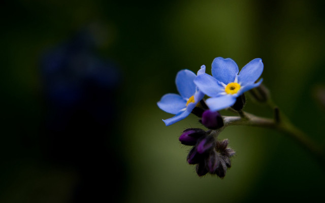 Blue flower yellow center purple free wallpaper for desktop - medium preview image