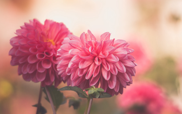 Pink flower blurry background impressionist free wallpaper for desktop - medium preview image