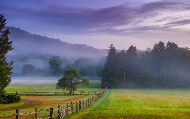 Foggy forest horizon landscape field free wallpaper for desktop - medium preview image