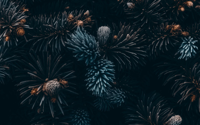 Pine cones flowers night sky free wallpaper for desktop - medium preview image