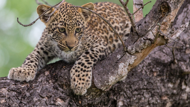 Leopard sitting in tree blurry #2 free wallpaper for desktop - medium preview image