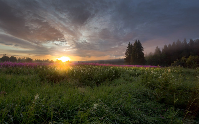 Sunset field trees clouds horizon free wallpaper for desktop - medium preview image