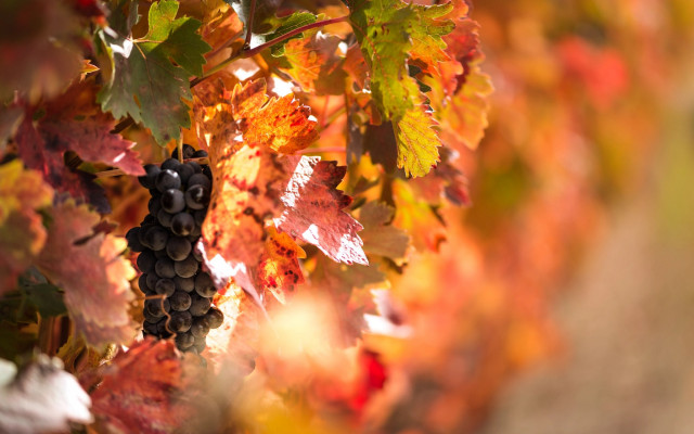 Grapes vineyard autumn leaves blurry free wallpaper for desktop - medium preview image