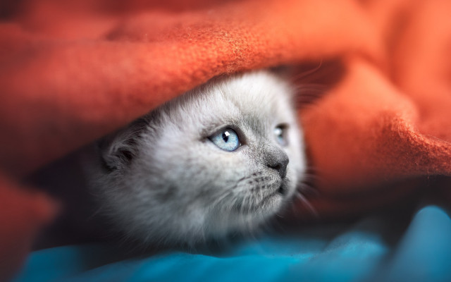 White kitten blue eyes hiding free wallpaper for desktop - medium preview image