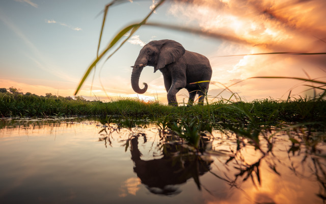 Elephant water sunset trunk air free wallpaper for desktop - medium preview image
