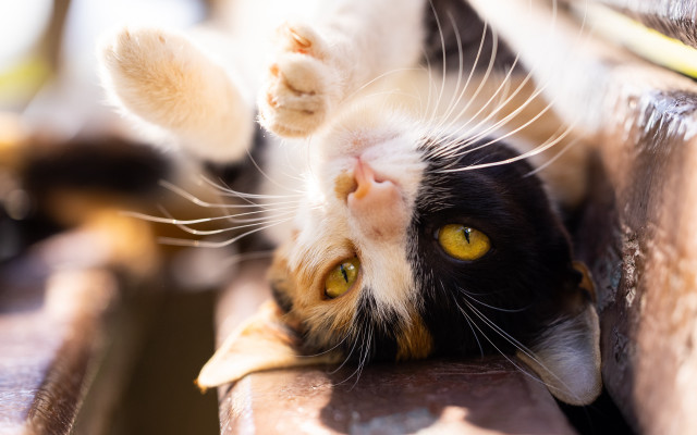 Black cat bench yellow eyes free wallpaper for desktop - medium preview image