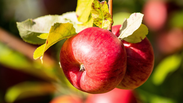Apples hanging leaves macro vibrant free wallpaper for desktop - medium preview image