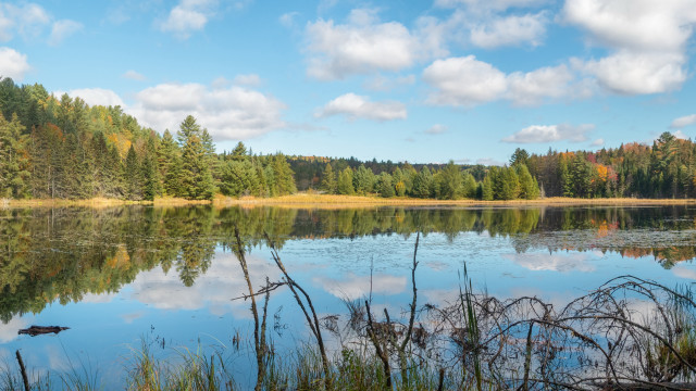 Lake trees grass clouds ducks free wallpaper for desktop - medium preview image