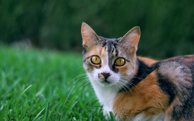 Curious cat in grass yellow free wallpaper for desktop - medium preview image