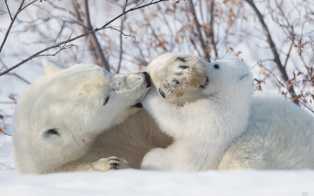 Polar bears playing snow ecological #2 free wallpaper for desktop - medium preview image
