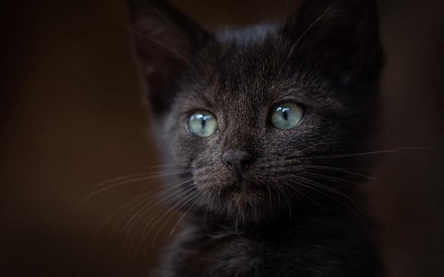 Black cat green eyes portrait #6 free wallpaper for desktop - medium preview image