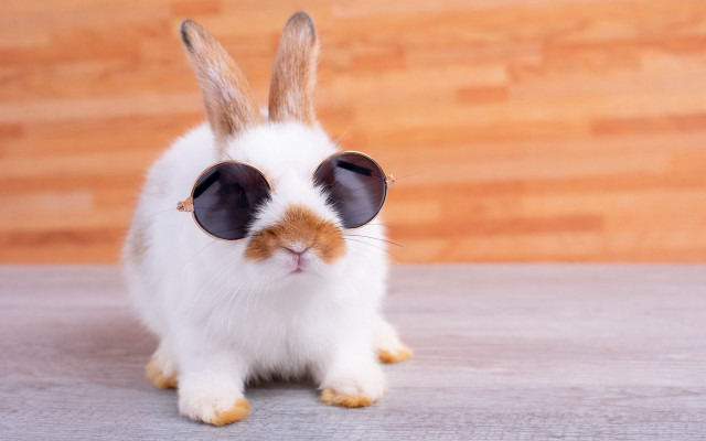 Rabbit sunglasses wood floor beatrix free wallpaper for desktop - medium preview image