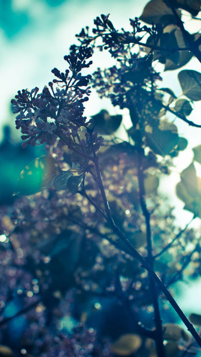 Close up plant leaves water free wallpaper for mobile - medium preview image