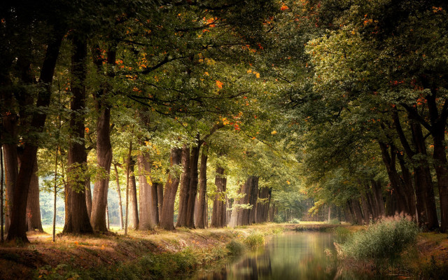 River forest autumn cityscape night free wallpaper for desktop - medium preview image