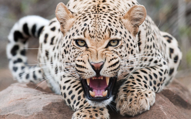 Leopard open mouth rock photorealistic free wallpaper for desktop - medium preview image