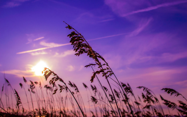 Purple sky sunset trees grass free wallpaper for desktop - medium preview image