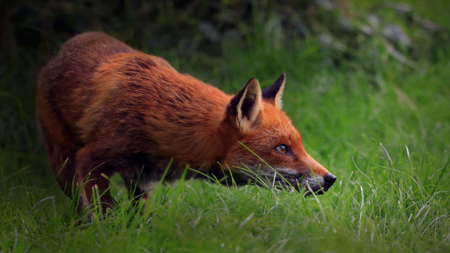 Red fox grass woods foraging free wallpaper for desktop - medium preview image
