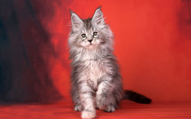 Fluffy gray kitten red background free wallpaper for desktop - medium preview image