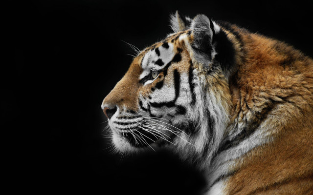 Tiger turned away black background free wallpaper for desktop - medium preview image