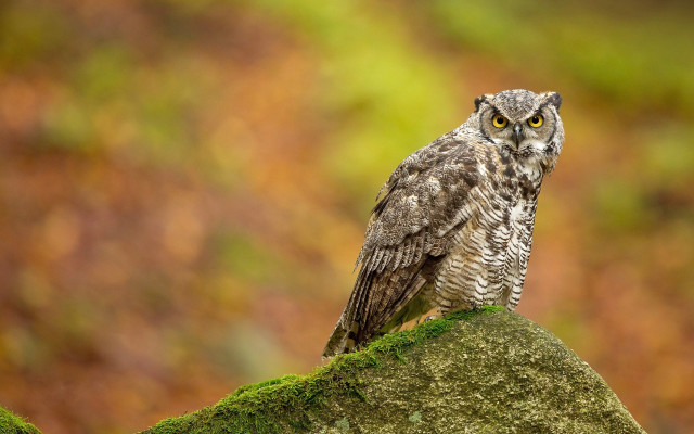 Small owl moss rock forest free wallpaper for desktop - medium preview image