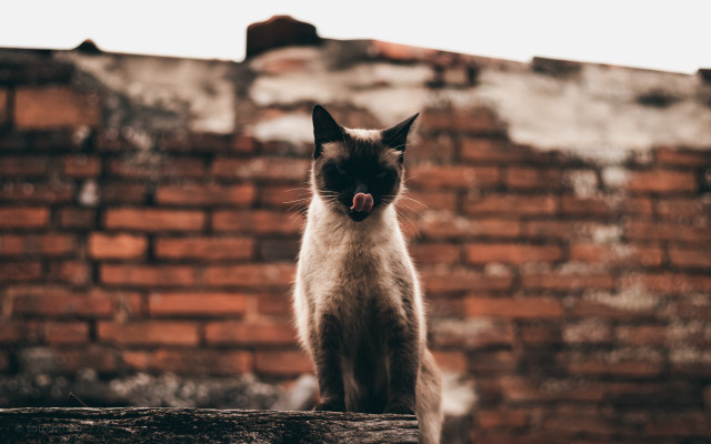 Cat brick wall tongue closed free wallpaper for desktop - medium preview image